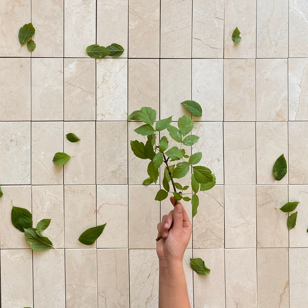 Crema Marfil 3x6 Marble Tile $8.99/SF Polished All Marble Tiles